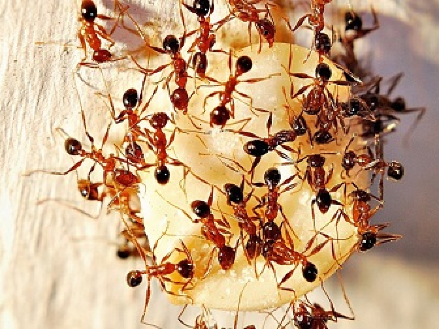 Ant Control Services Plant City Tampa Fl Safari Pest Lawn Control Llc