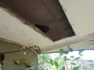 Bat, Rat, & Snake Removal | Plant City & Tampa, FL ...