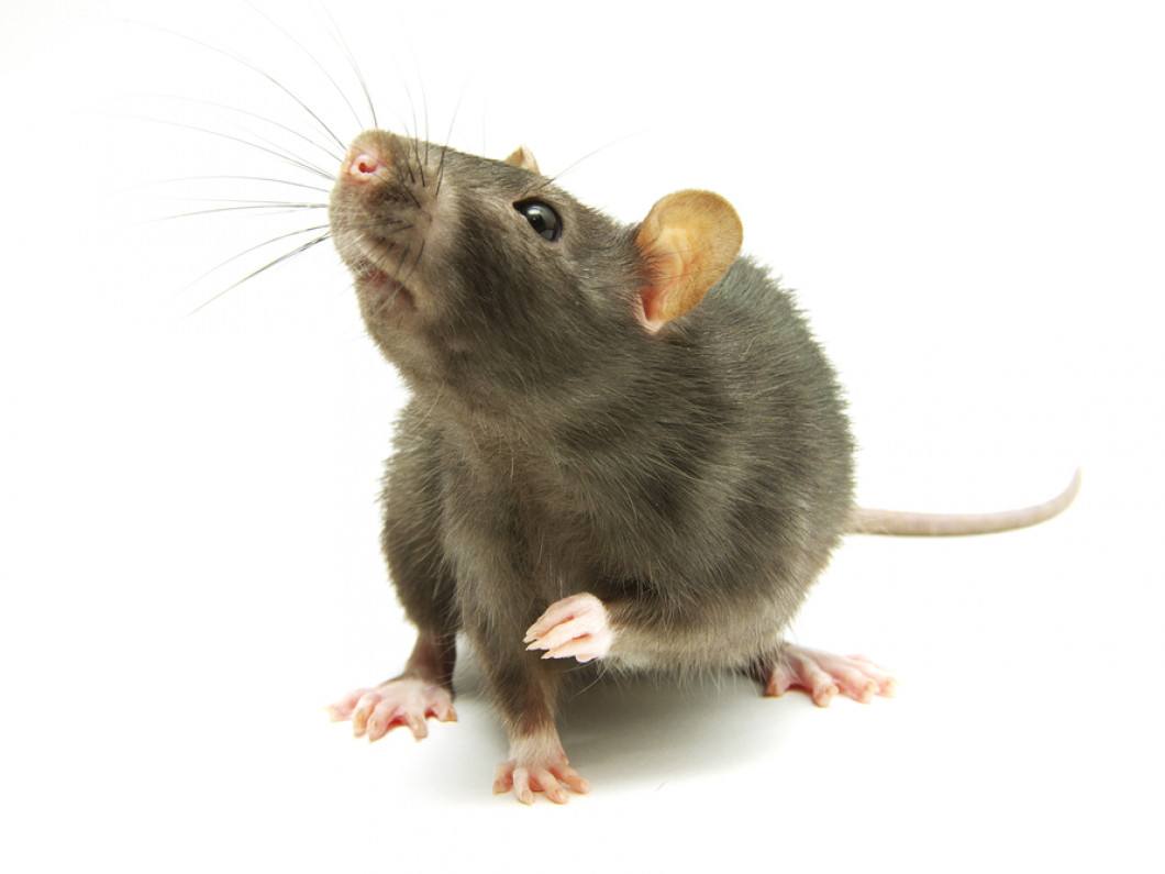 Rodent Removal | Plant City & Tampa, FL | Safari Pest & Lawn Control, LLC