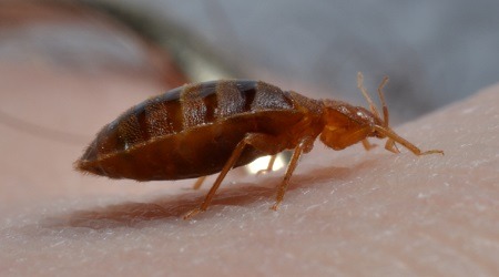 Bed Bug Removal Plant City Tampa Fl Safari Pest Lawn