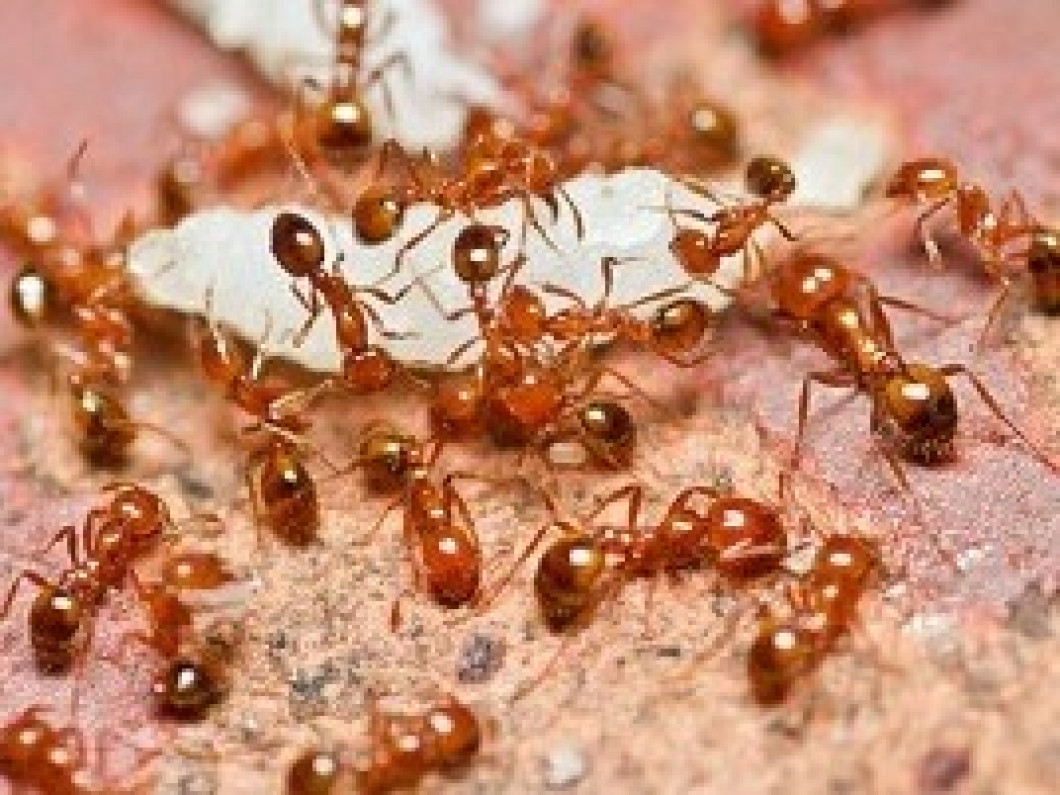 Ant Control Services Plant City Tampa Fl Safari Pest Lawn